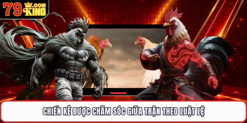 Chiến kê được chăm sóc giữa trận theo luật lệ
